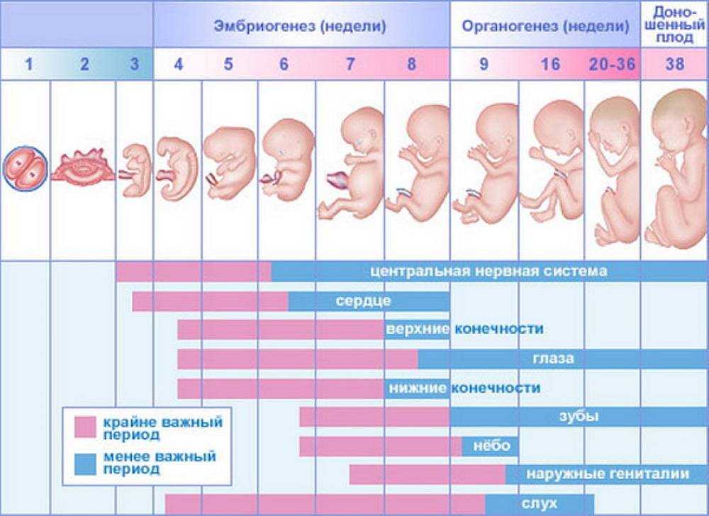 Таблица развития эмбриона