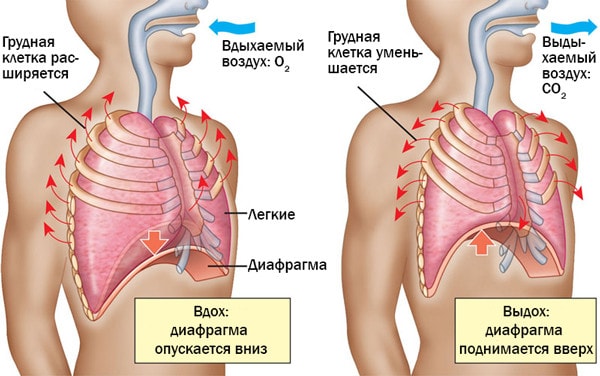 Как происходит вдох и выдох