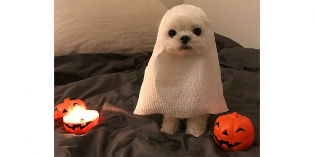 костюм Хеллоуин собака