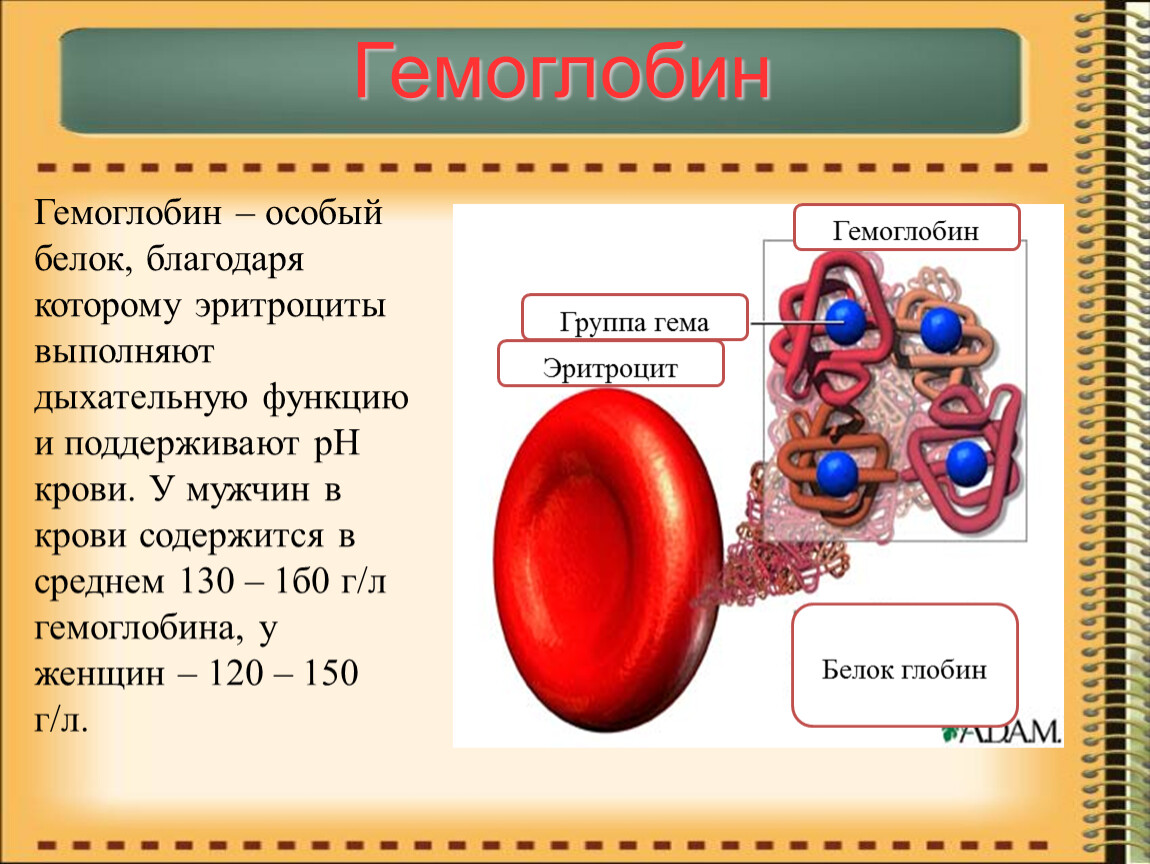 Гемоглобин содержится в. Гемоглобин. Белок гемоглобин. Гемоглобина в крови содержится:. Белок гемоглобин содержится в.