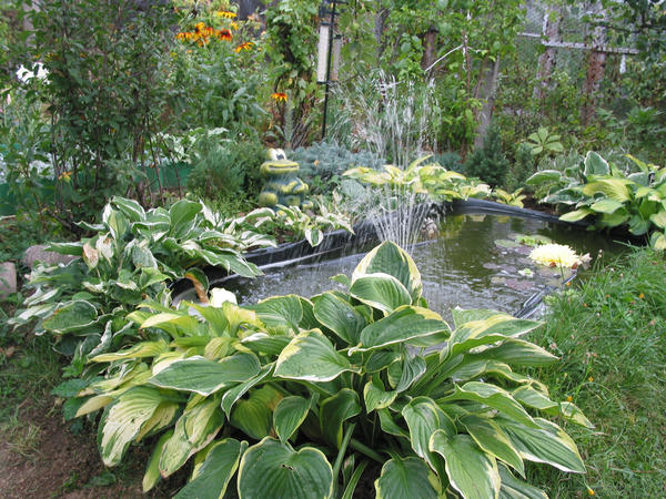 Букетный сад с его растительным изобилием - мечта начинающего садовода