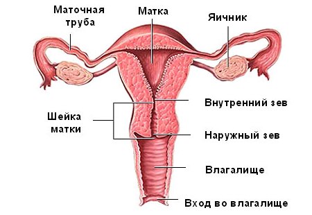 Схема матки: ИЦН при беременности