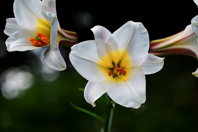 лилия - цветок карима