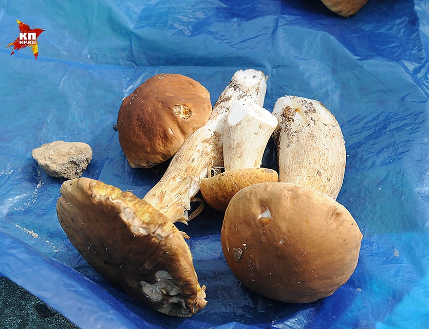 В килограмме белых грибов протеинов больше, чем в куске говядины такого же веса Фото: Михаил ФРОЛОВ