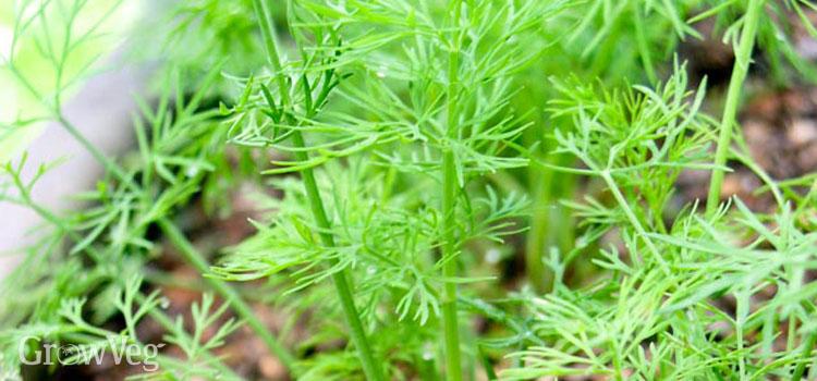 Growing dill to use in canning recipes