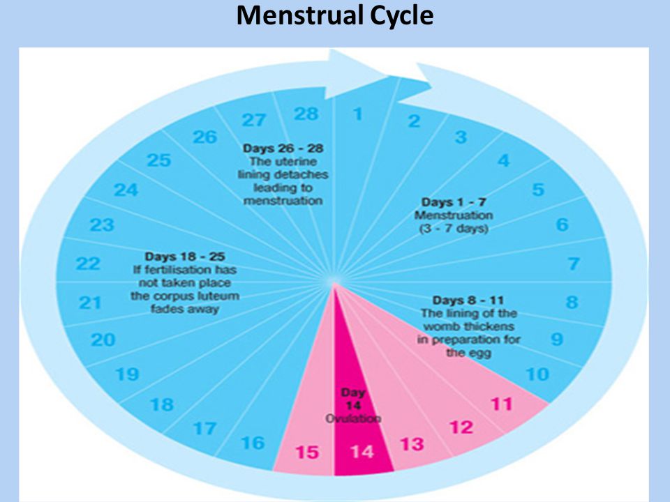 Стандарт даты. Менструальный цикл круговая диаграмма. Процент беременности по дням. Минимальные риски забеременеть. Менструальный цикл высокие риски беременности.
