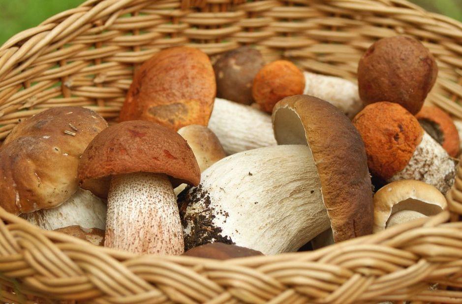 Польза лесных грибов