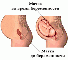 Матка до и во время беременности