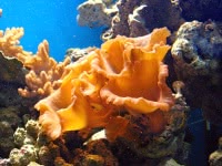 Полезные свойства морских грибов, их вред
